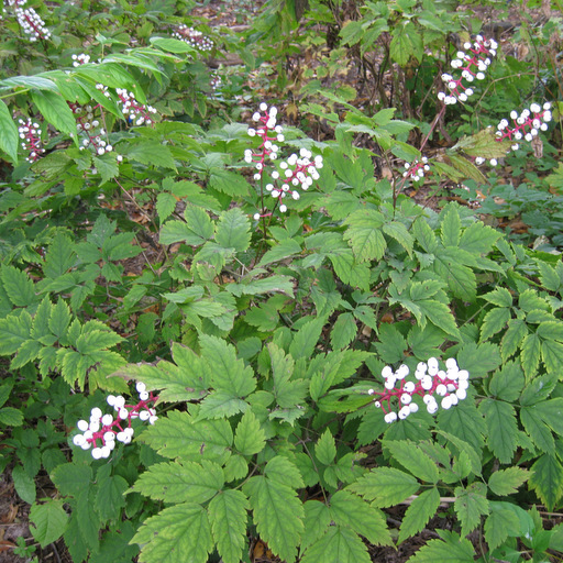 Actaea pachypoda - Click Image to Close