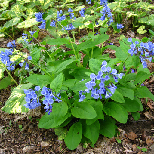 Mertensia virginica Qty 96 - Click Image to Close