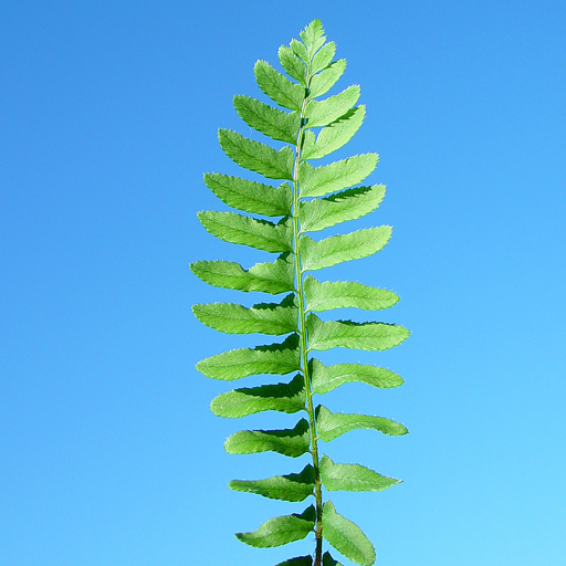 Polystichum acrostichoides Christmas Fern - Click Image to Close