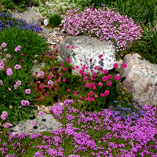 Rock Garden Collection Medium - Click Image to Close
