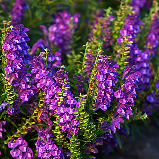 Scutellaria biacalensis - Click Image to Close