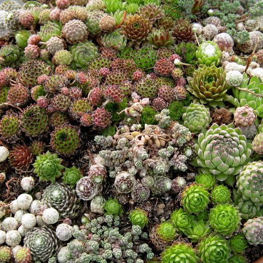 Sempervivum named forms collection 12 - Click Image to Close