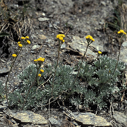 Artemisia glacialis