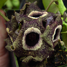 Asarum splendens ex Wild China