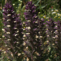 Acanthus syricus