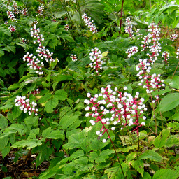 Actaea pachypoda