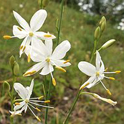 Anthericum ramosum