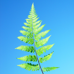 Athyrium filix-femina Lady Fern