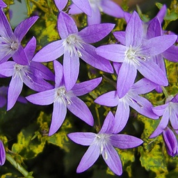 Campanula garganica 'Dicksons Gold'