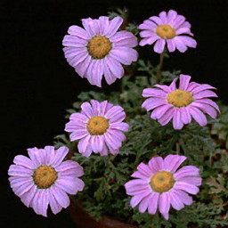 Chrysanthemum weyrichii