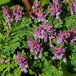 Corydalis bulbosa