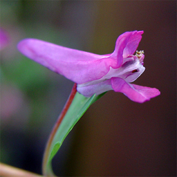 Corydalis decepiens