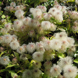 Clematis serratifolia