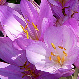 Colchicum speciosum