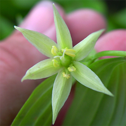 Disporum viridescens