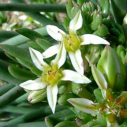 Dudleya edulis 03 247