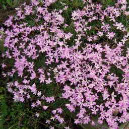 Dianthus subacaulis