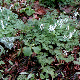 Dicentra cucullaria Qty 48