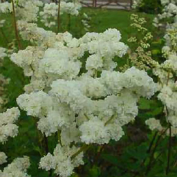 Filipendula ulmaria alba plena