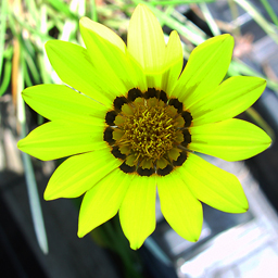 Gazania linearis