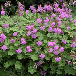 Geranium cantabrigense 'Karmina'