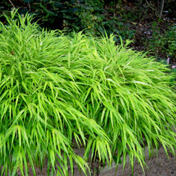 Hakonechloa macra 'All Gold'