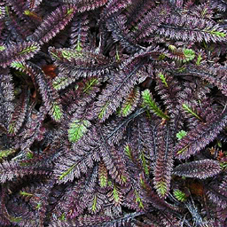 Leptinella squalida 'Platt's Black'