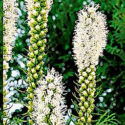 Liatris pycnostachya alba