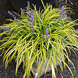 Liriope muscari 'Pee Dee Ingot'