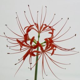 Lycoris radiata v. pumila