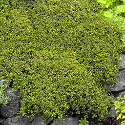 Muehlenbeckia axilaris