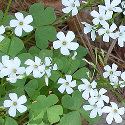 Oxalis crassipes 'Alba'