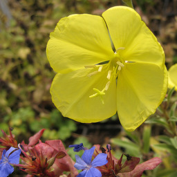 Oenothera macrocarpa ssp. Fremontii