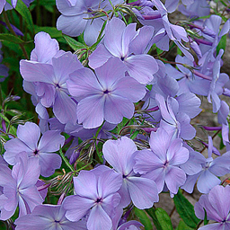 Phlox divaricata Wild Form