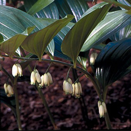 Polygonatum hirtum