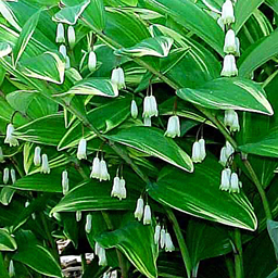 Polygonatum odoratum (falcatum) variegatum