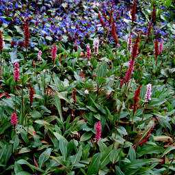 Polygonum affinis 'Dimity'