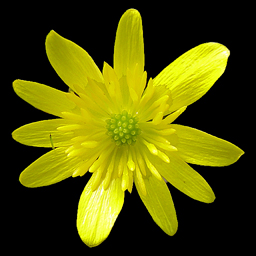 Ranunculus ficaria 'Brambling'