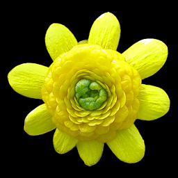 Ranunculus ficaria 'Collarette'