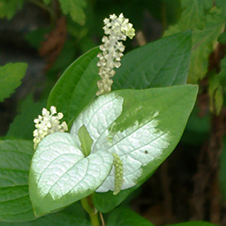 Saururus chinensis