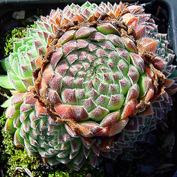 Sempervivum 'Fuzz globe'