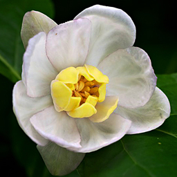 Sinocalycanthus chinensis