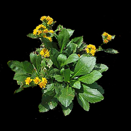 Solidago cutleri