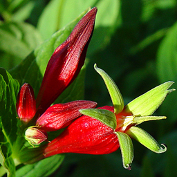 Spigelia marilandica Qty 24