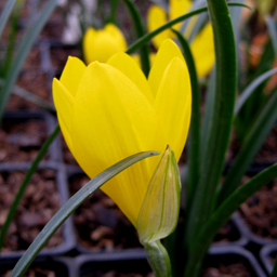 Sternbergia lutea