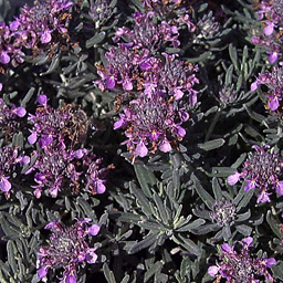 Teucrium cossonii (pulverulantum)