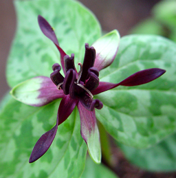 Trillium stamineum