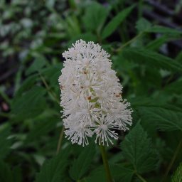 Actaea pachypoda