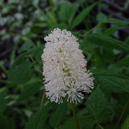 Actaea pachypoda