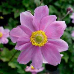 Anemone h. japonica 'September Charm' - Click Image to Close